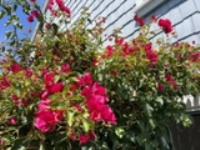 3 Bay Landing, SanMateo, CA 94401