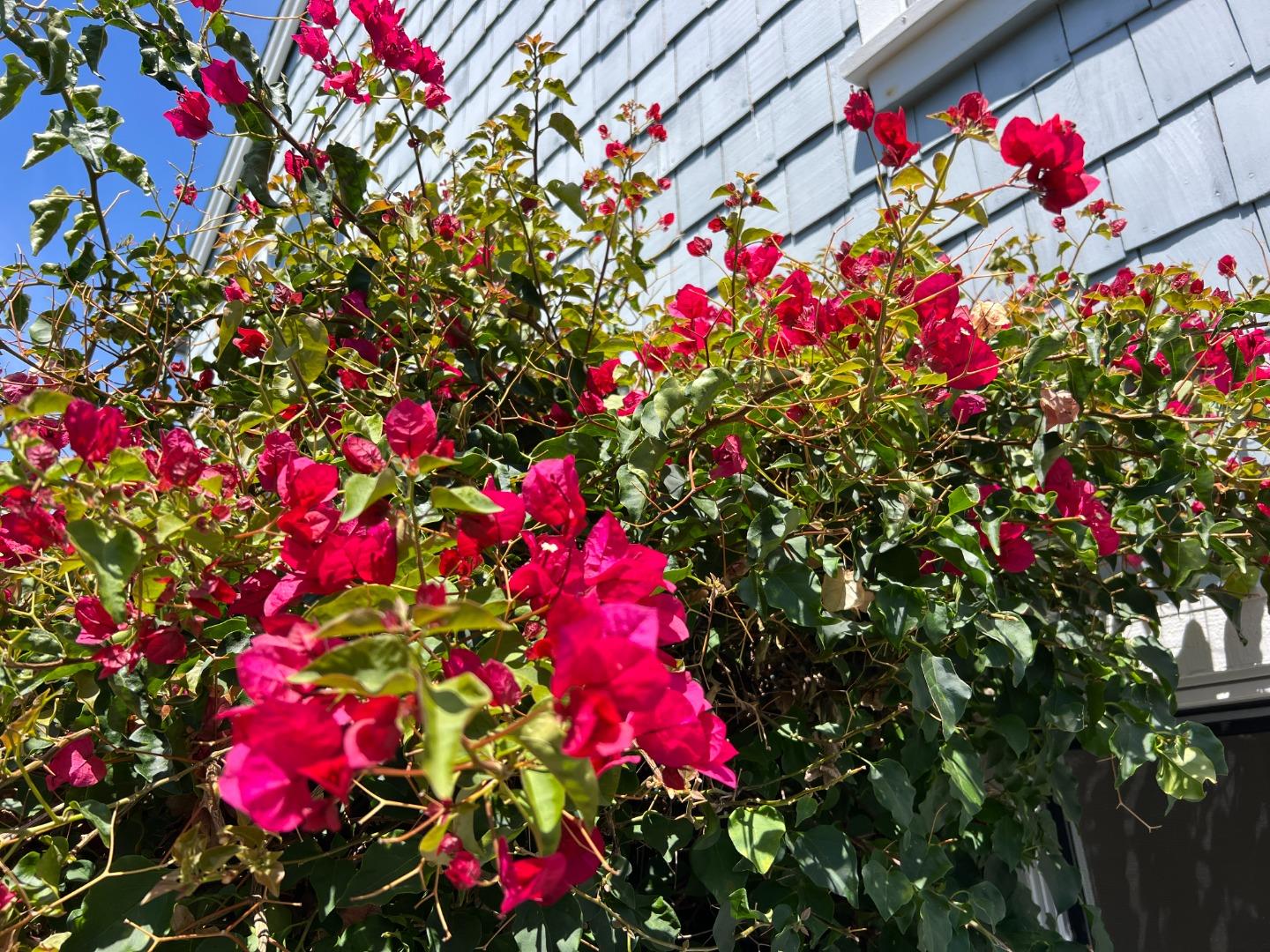 3 Bay Landing, SanMateo, CA 94401