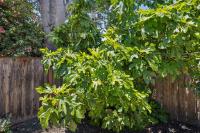 1080 Judson Street, Belmont, CA 94002