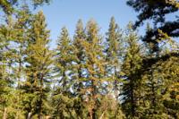 Woodside, CA 94062