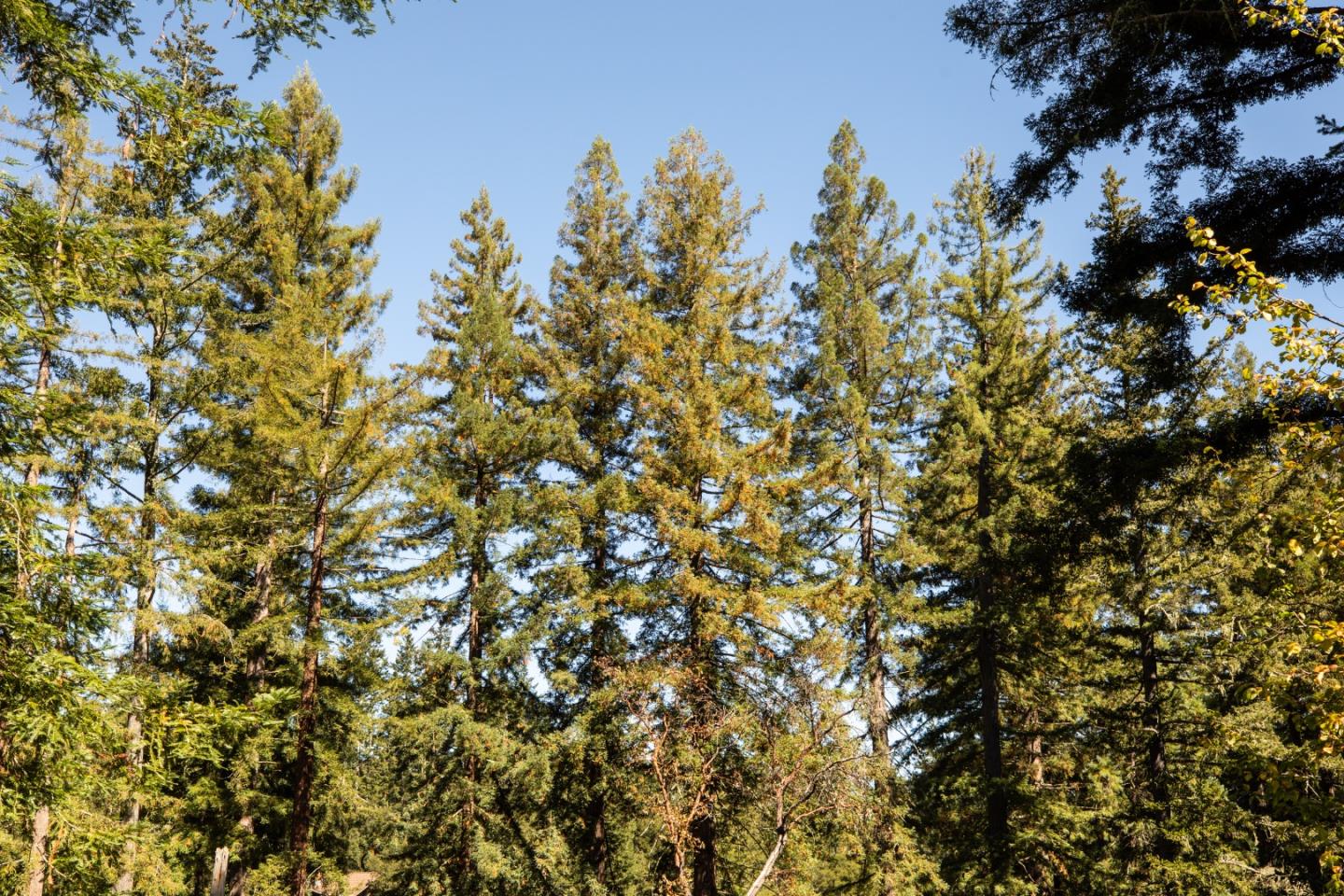 Woodside, CA 94062