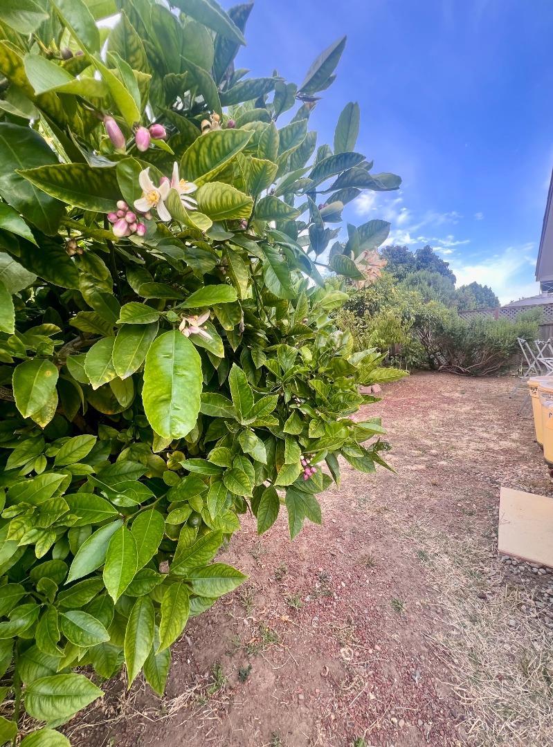 16158 Via Walter, SanLorenzo, CA 94580